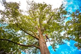 Best Tree Trimming and Pruning  in Columbia, CA