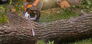 Best Lawn Grading and Leveling  in Columbia, CA