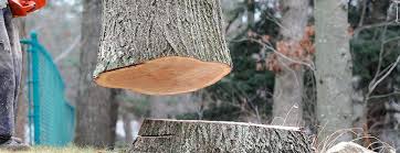Best Tree Preservation Services  in Columbia, CA