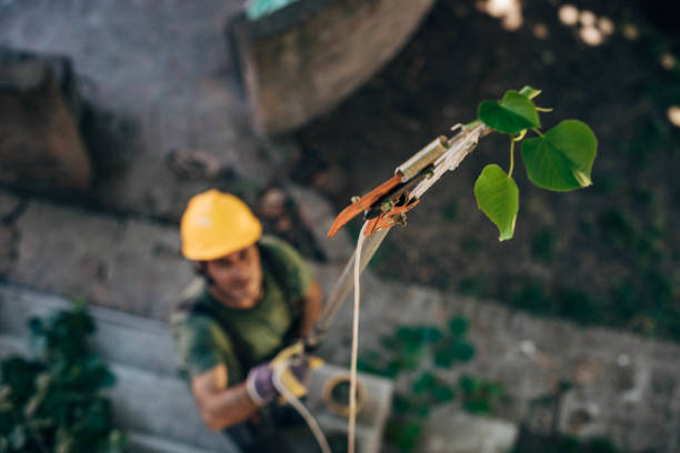 Best Seasonal Cleanup (Spring/Fall)  in Columbia, CA