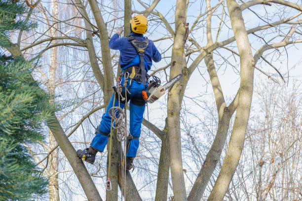 How Our Tree Care Process Works  in  Columbia, CA