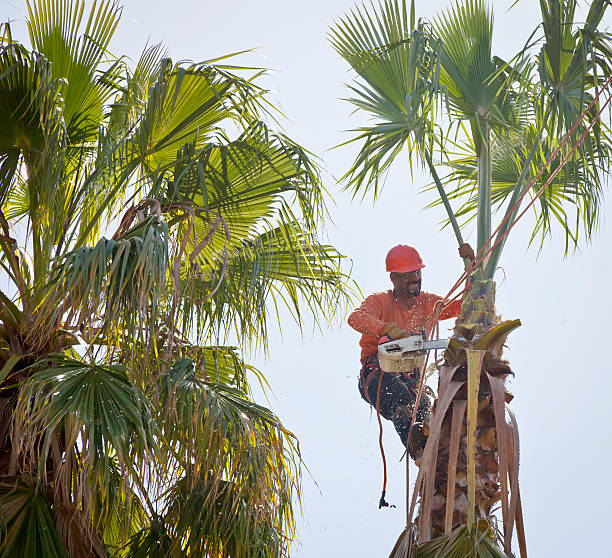 Best Emergency Tree Removal  in Columbia, CA